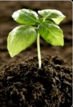 Rocks_and_Soil